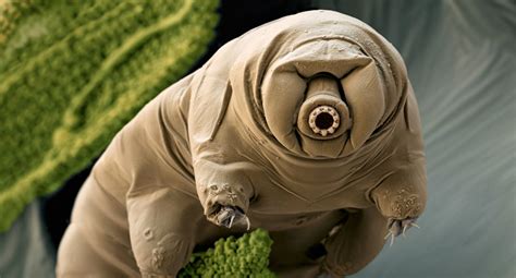 Tardigrades may be the strongest animals in the world