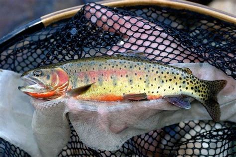 Greenback cutthroat trout - Alchetron, the free social encyclopedia