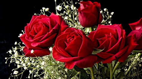 Flower Images Hd Download Rose / Beautiful rose flowers hd free stock ...