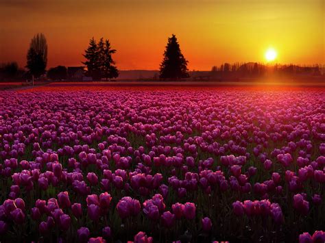 Tulip Field at Sunset Photograph by Penny Lisowski - Pixels