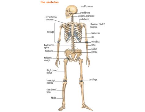 skeleton noun - Definition, pictures, pronunciation and usage notes ...