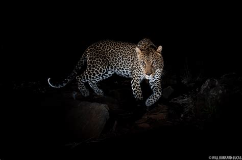 Stalking Leopard | Will Burrard-Lucas