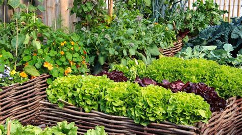 How To Start a Vegetable Garden - Bunnings New Zealand