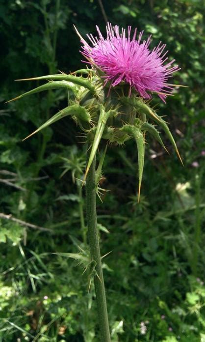 15 Weeds with Pink Flowers: A Journey Between Medicine and Poison - Final Gardening