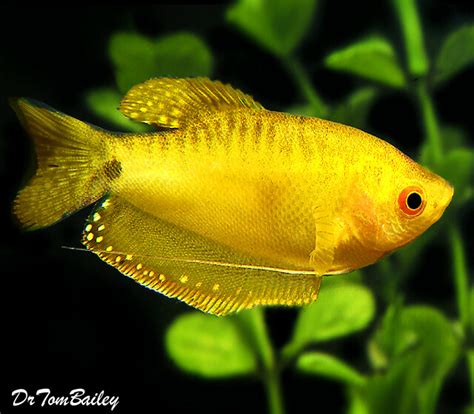 Premium Gold Gourami