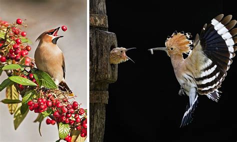 Birds in their natural habitat feature heavily in series of incredible ...