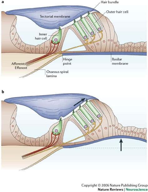 Gene therapy restores hearing in deaf mice, paving the way for human ...