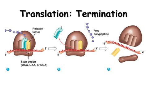 Translation. Protein from RNA - Presentation Biology