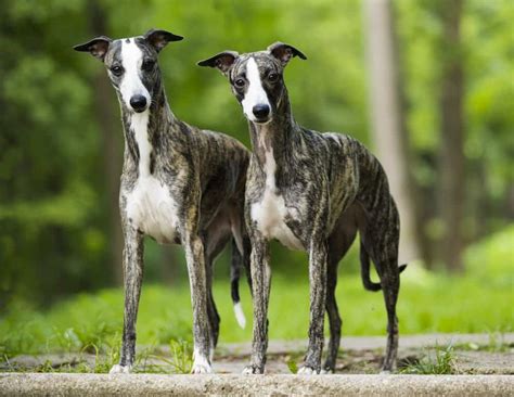 Are Whippets Good Apartment Dogs