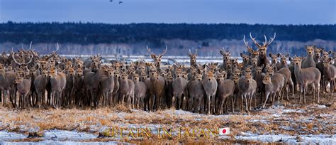 The Largest Herd of Ezo Sika Deer Ever Photographed - Blain Harasymiw ...