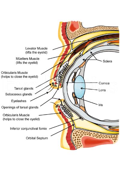 Cosmetic and Reconstructive Surgery of the eyelids, orbits and tear ducts