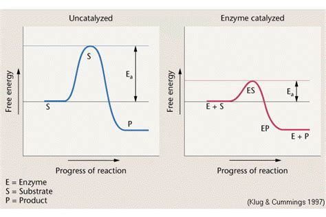 Enzyme catalysis