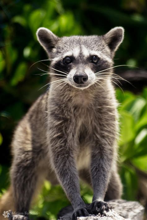 Cozumel raccoon by miri-chiwa on DeviantArt