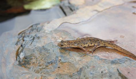 Common Newt Facts and Pictures