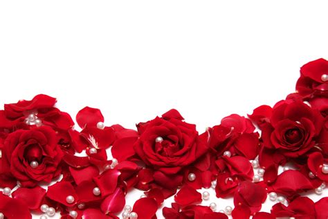 🔥 Download Red Roses With White Background by @jaustin14 | Rose With White Backgrounds, Red Rose ...