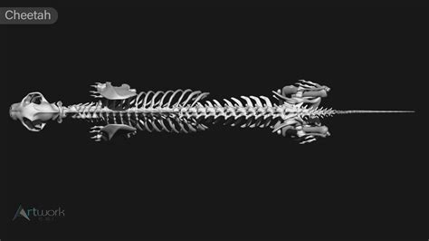 ArtStation - animal skeleton collection | Resources