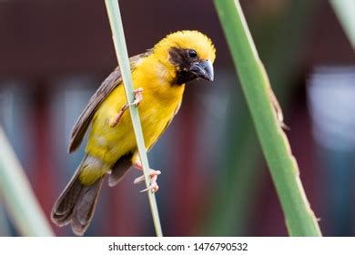 Ploceidae Manyar Bird Ploceidae Ploceus Hypoxanthus Stock Photo 1476790532 | Shutterstock