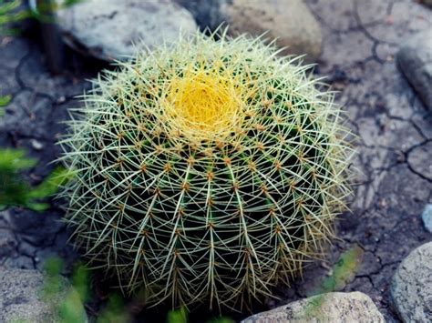 Growing Barrel Cactus: Tips For Barrel Cactus Care