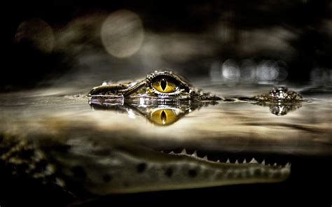 Alligator Wallpapers - Wallpaper Cave