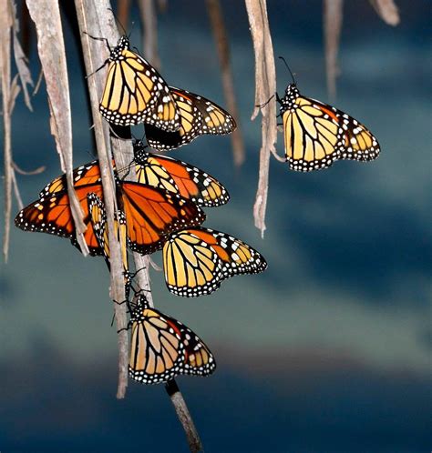 Monarch - Danaus plexippus migration through Cuba