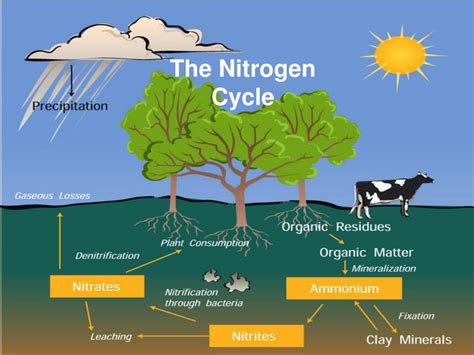 Nitrogen Cycle