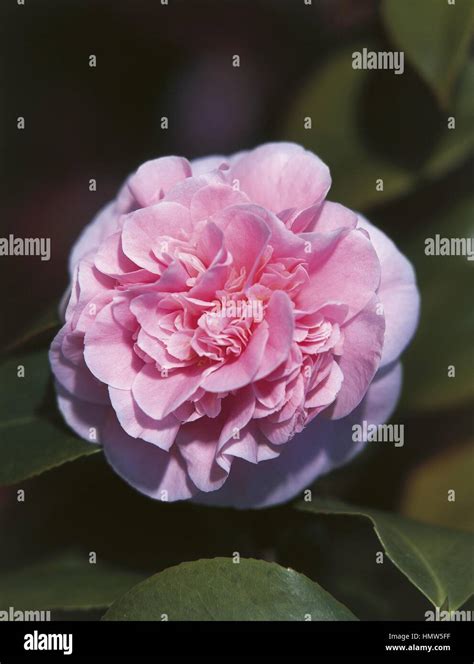 Botany - Theaceae. Camellia (Camellia japonica 'Debutante' Stock Photo ...