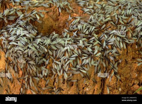 Virginia, USA. A swarm of flying termites on a rotten tree stump Stock Photo - Alamy