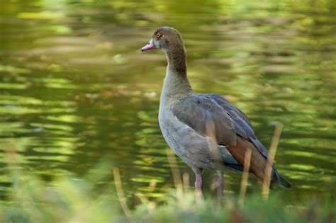 Egyptian Goose Egyptian Goose Water Bird Free Stock Photo - Public Domain Pictures