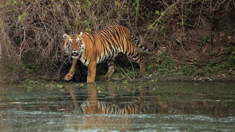 India’s 'Man-Eating' Tigers Entangled in a Blame Game