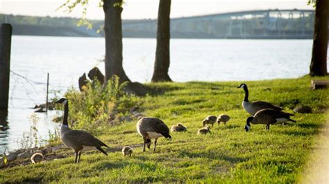 Pickwick Landing State Park | Tennessee River Valley