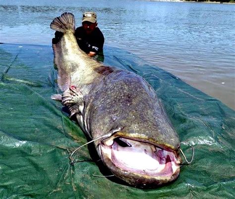 Mekong Giant Catfish – "OCEAN TREASURES" Memorial Library