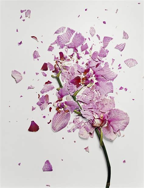 Broken flowers | Liquid nitrogen, Floral photography, Art