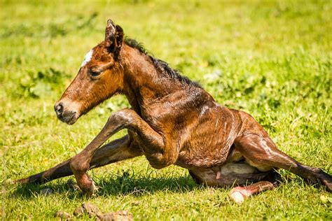 Founder in Horses - Symptoms, Causes, Diagnosis, Treatment, Recovery, Management, Cost