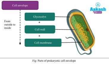 Cell Envelope, Glycocalyx, Cell membrane Invagination & Mesosomes | AESL