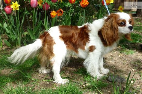 79+ Cavalier King Charles Spaniel Breeders In Ny Photo ...