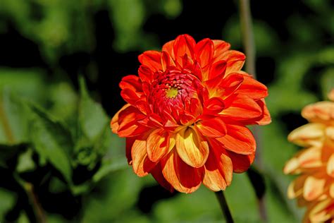 Top 10 Orange Flowers to Add a Juicy Burst of Color - Birds and Blooms