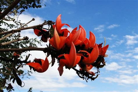 5 Fascinating Health Benefits of Palash Flowers - Trustherb.