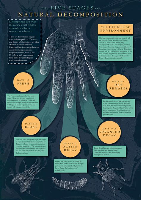 5 Stages of Natural Human Decomposition (1) | Images :: Behance