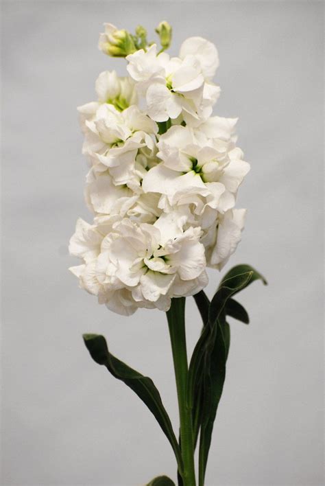 stock flower (lots of different colors) | Stock flower, White flowers, Wholesale flowers