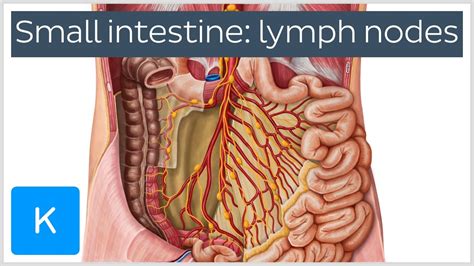 Abdominal Lymph Nodes Structure And Function