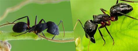 The difference between black and carpenter ants.