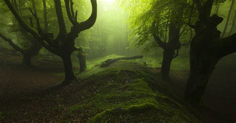 #4544029 trees, landscape, sunlight, nature - Rare Gallery HD Wallpapers