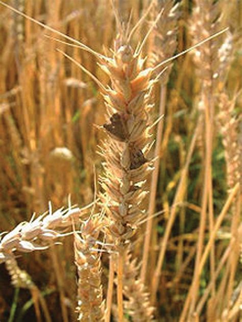 Watch out for ergot in grains - Grainews