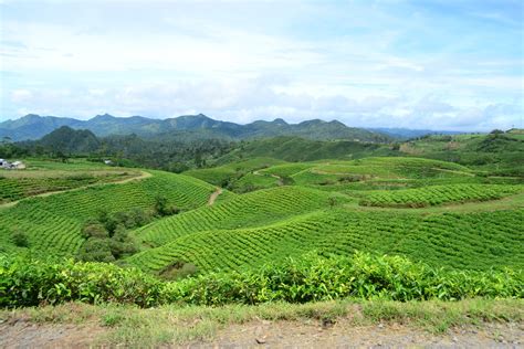 Malino Highland Perkebunan Teh yang Sejuk di Sulawesi Selatan - Sulawesi Selatan