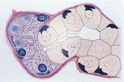 Salivary Gland Histology - Clinical Tree