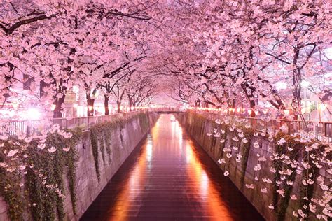 Pink flowering trees, Japan, architecture, cherry blossom HD wallpaper | Wallpaper Flare