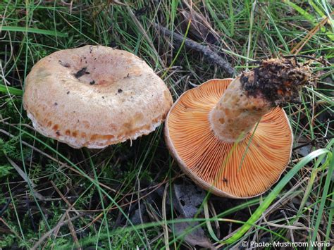 Lactarius deliciosus - Mushroom World