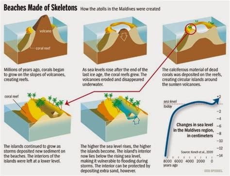 Coral Reef Review: Global warming, atoll formation, and the fate of the Maldives