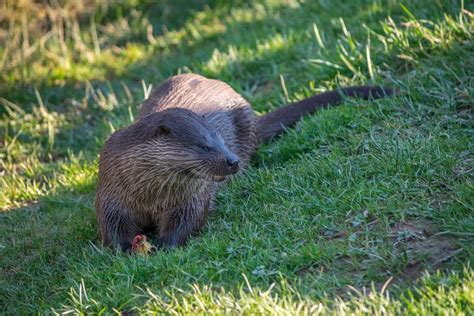 Eurasian Otter in natural habitat 6995609 Stock Photo at Vecteezy