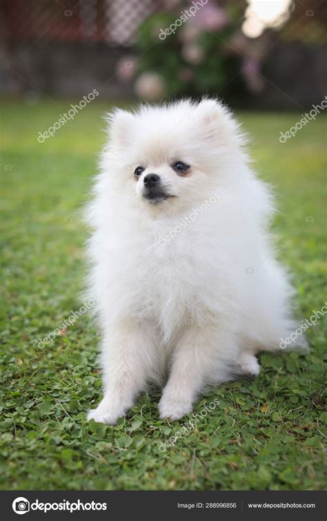 Cute White Pomeranian